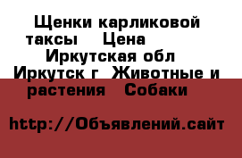 Щенки карликовой таксы. › Цена ­ 2 000 - Иркутская обл., Иркутск г. Животные и растения » Собаки   